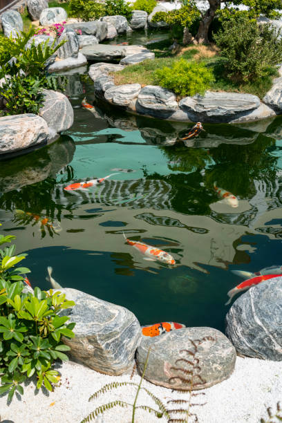 koi fishes in the garden pond stock photo