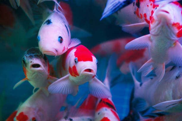 koi fishes swimming in pond koi fishes swimming in pond good luck fish stock pictures, royalty-free photos & images