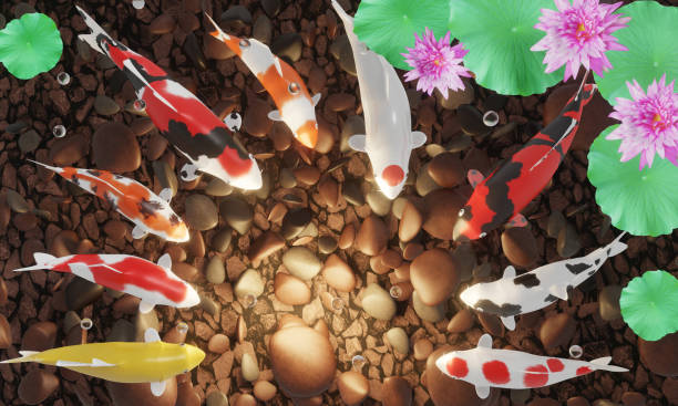 Koi or fancy koi swim in a circle. The floor of the pond has dark stones. With an open treasure chest, Many gold coins spread out. Pink lotus flowers in a fish pond. The image reflects good feng shui. 3D Rendering Koi or fancy koi swim in a circle. The floor of the pond has dark stones. With an open treasure chest, Many gold coins spread out. Pink lotus flowers in a fish pond. The image reflects good feng shui. 3D Rendering feng shui aquarium stock pictures, royalty-free photos & images