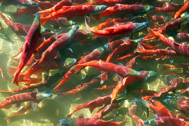 Kokanee Salmon (Oncorhynchus nerka) in its spawning colors, Utah stock photo