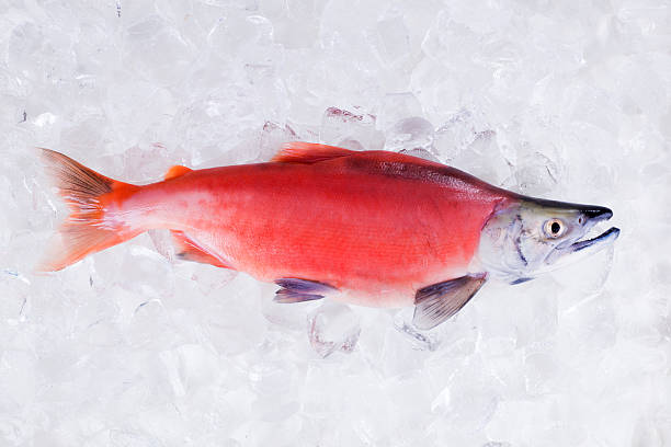 Kokanee Salmon (Oncorhynchus nerka) onto crushed ice stock photo