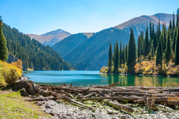 Kolsay (Kolsai) National Park, Middle Lake, Kazakhstan adventure travel Scenic landscape, view over turquoise color lake (tarn) in mountainous wood with huge Tian Shan pine trees, blue sky on a sunny day kazakhstan stock pictures, royalty-free photos & images