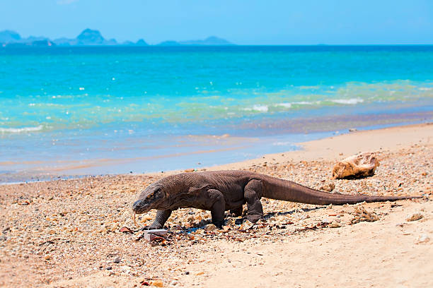 593 Komodo Dragon On Beach Stock Photos, Pictures & Royalty-Free Images -  iStock