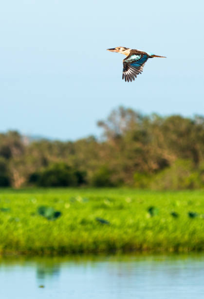 Kookaburra in flight over water stock photo