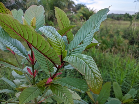 How to take Kratom Powder without Tasting it?