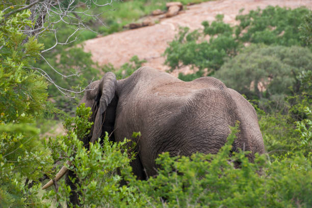 South African National Parksのストックフォト
