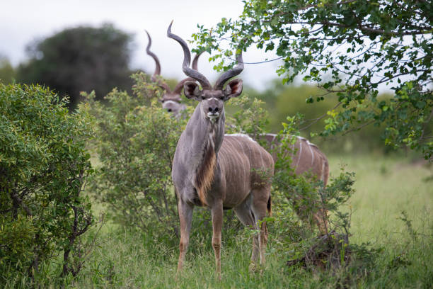 Kudu Antelope Bulls Kudu Antelope seen on a safari in South Africa antelope stock pictures, royalty-free photos & images