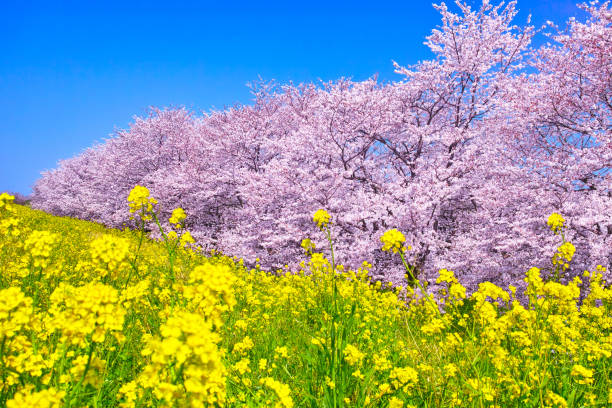 Kumagaya Sakuratei Sakura and Rape blossoms stock photo