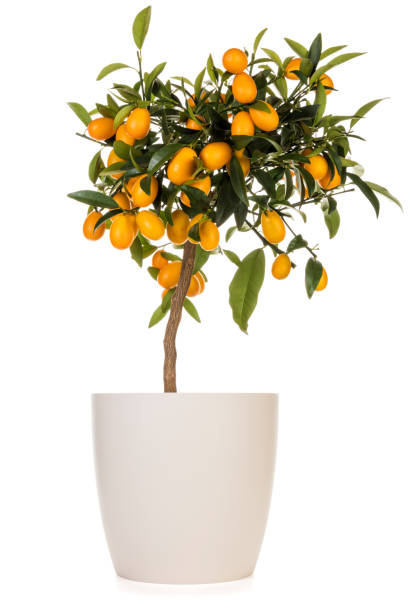 Kumquat  tree in flower pot isolated Small Kumquat  tree in beige flower pot isolated on white  background. Citrus japonica plant bearing ripe fruits. kumquat stock pictures, royalty-free photos & images
