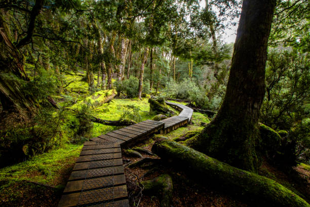 Kynvet Falls path This path is a short walk to Kynvet Falls which begins at the Cradle mountain Lodge in Tasmania's North. This path is very quickly becoming a popular tourist attraction and Instagram post. tasmania photos stock pictures, royalty-free photos & images