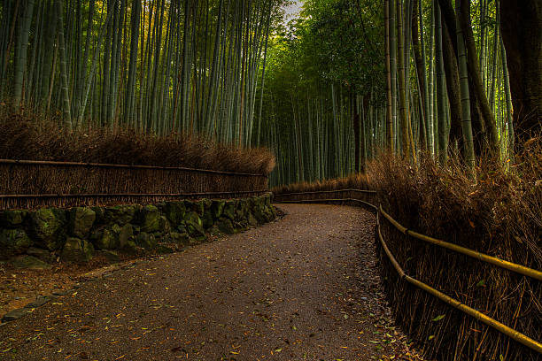 Kyoto bamboo groves, #3 stock photo