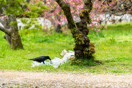 Kyoto, Japan garden park with trash food and one large black raven bird stealing sandwich from plastic bag