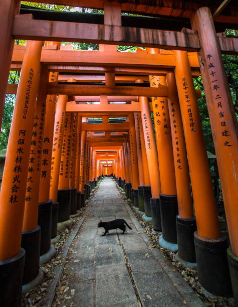 京都オレンジテンプルブラックキャットあなたの道を横切る - 寺院 写真 ストックフォトと画像