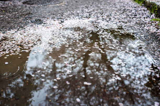 日本の春の閉店で京都住宅街 雨水水で落ちたピンクの桜桜の花びら、雨滴 - 桜散る ストックフォトと画像