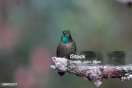 istock La Calera, Colombia - March 17th, 2019: portrait of a colorful and free hummingbird in its habitat on a tree. 1389922177