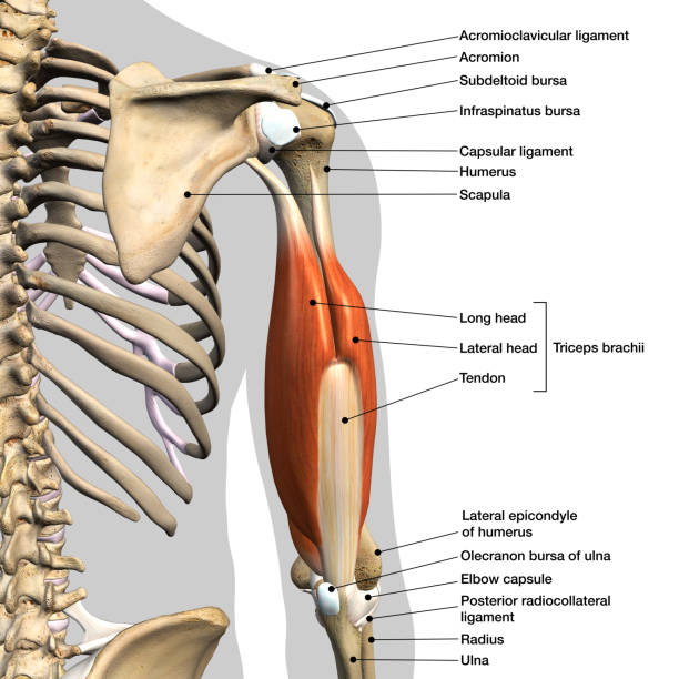 gelabelde anatomie grafiek van triceps spieren geïsoleerd in skelet op witte achtergrond - arm lichaamsdeel stockfoto's en -beelden