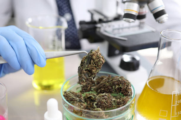 laboratorium collega's studie hush - marihuana gedroogde cannabis stockfoto's en -beelden