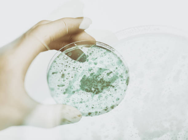 Laboratory Gloved Hand Holding a Petri Dish Double exposure gloved hand holding a petri dish with bacteria growth. listeria stock pictures, royalty-free photos & images