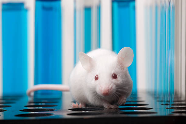 Laboratory mouse stock photo