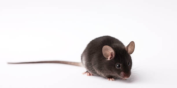 Laboratory research mouse on light background stock photo