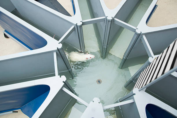 Laboratory white rat in the water radial maze. Behavioral experi stock photo
