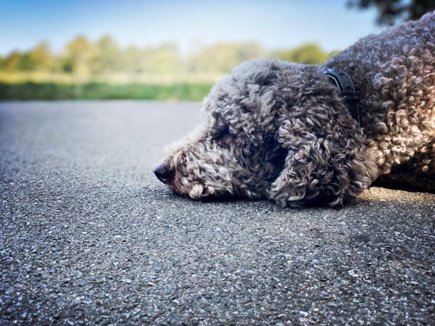 Labradoodle laying Down on a Hot Day in the Park stock photo