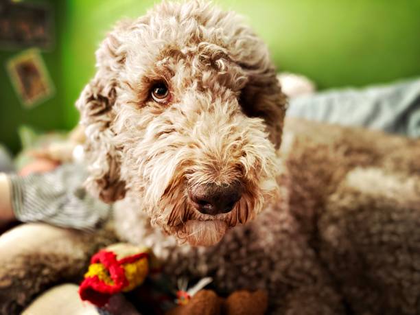 Labradoodle on a Messy Bed stock photo