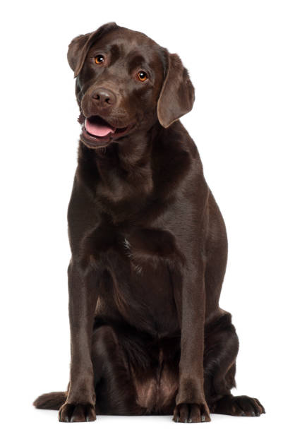 Labrador, 2 years old, sitting in front of white background Labrador, 2 years old, sitting in front of white background chocolate labrador stock pictures, royalty-free photos & images