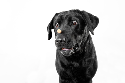 Black female Labrador Retriever (unsuccessfuly) catching treats making funny faces. Studio photo shoot on a white background.