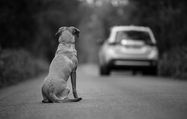 Labrador dog abandoned on the road, in the background leaving the car stock photo