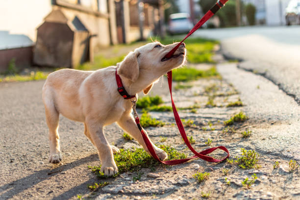 labrador hund leker utomhus - valp bildbanksfoton och bilder