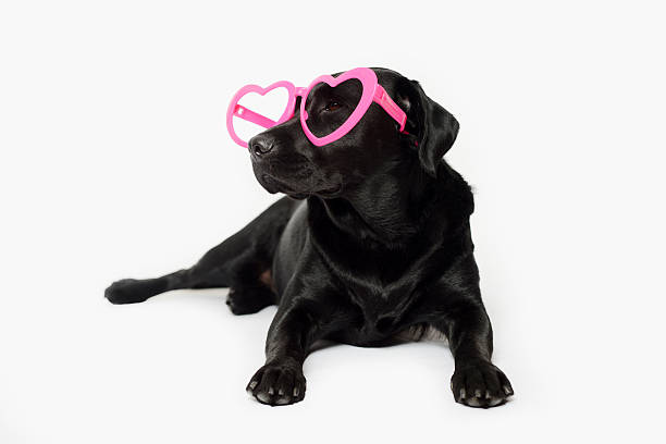 Black Lab Puppy Stock Photos, Pictures & Royalty-Free Images - iStock