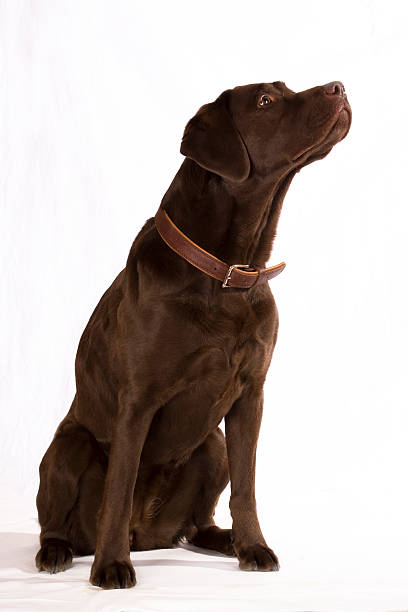 Labrador looking up. You see a pretty, chocolate Labrador looking up. chocolate labrador stock pictures, royalty-free photos & images