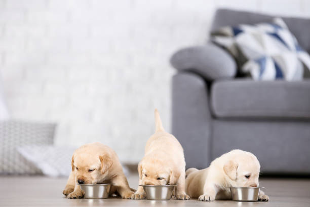 Labrador puppies eating food at home Labrador puppies eating food at home puppy stock pictures, royalty-free photos & images