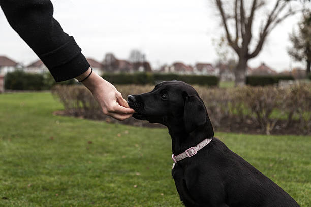 cachorro de labrador siendo entrenado en el parque - candy canes fotografías e imágenes de stock
