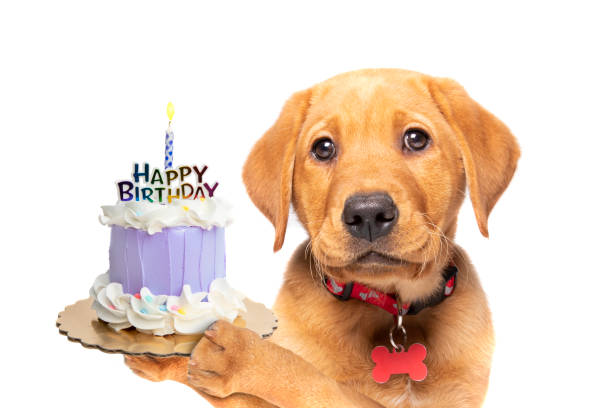 Labrador Puppy Dog Holding Birthday Cake stock photo