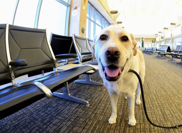 Labrador Retriever at airport stock photo