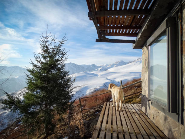 Labrador retriever dog enjoying the view of snowcapped mountains on a wood deck stock photo