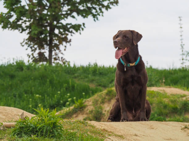 labrador retriever dog sitting in the grass labrador retriever dog sitting in the grass chocolate labrador stock pictures, royalty-free photos & images