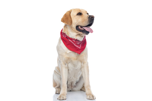 sweet labrador retriever dog sticking out tongue, wearing a red bandana and sitting on white background
