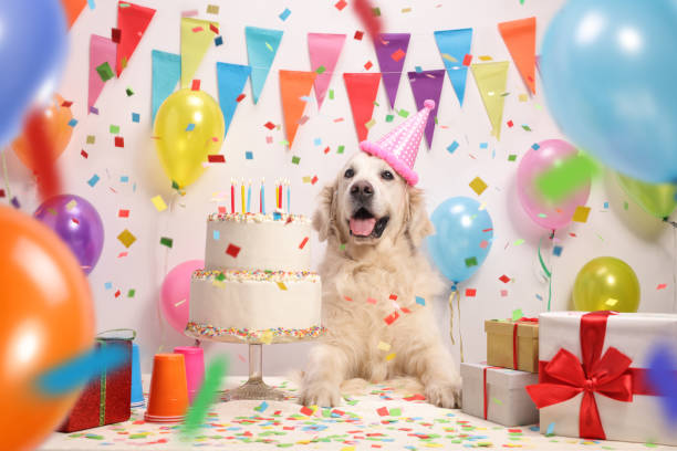 Labrador retriever dog with a birthday cake Labrador retriever dog with a birthday cake and a party hat humorous happy birthday images stock pictures, royalty-free photos & images