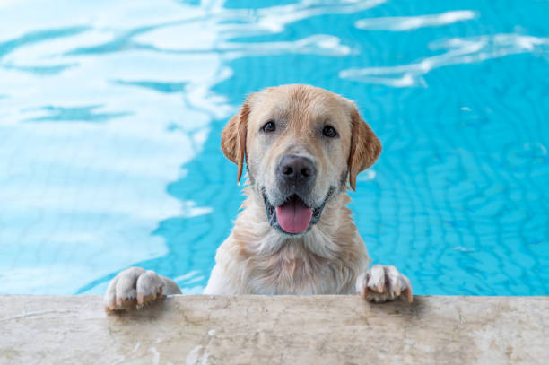 Labrador Retriever happily playing in the pool stock photo