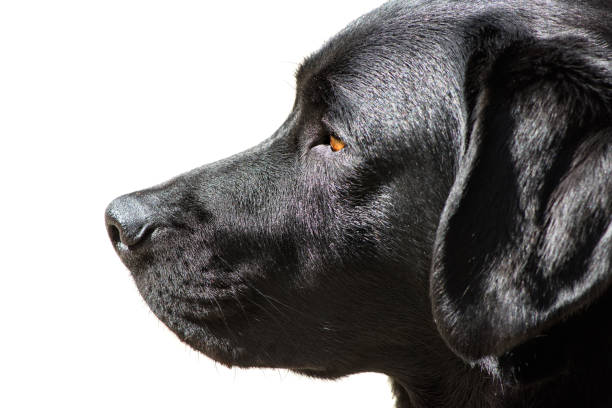 Labrador Retriever pup portrait stock photo