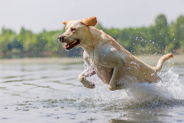 labrador retriever runs in the water stock photo