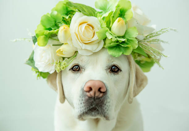 Labrador Retriever with Flower Crown stock photo