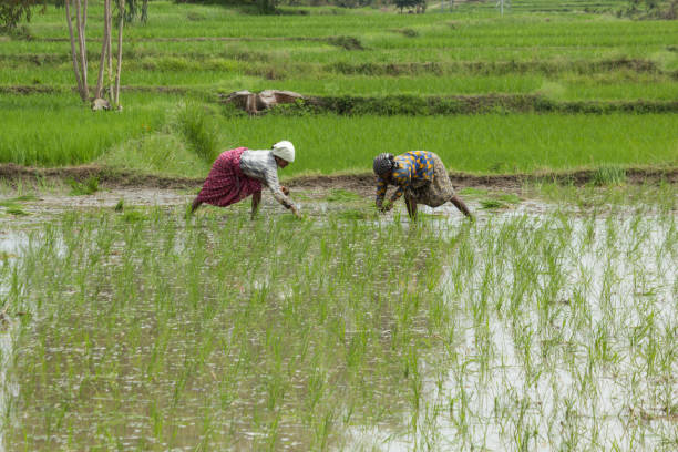 Lady Farm Labors seen Planting the Paddy seedlings during Monsoon near Mysuru in Karnataka/India. An Exquisite picture of Lady farm labors seen planting the Paddy seedlings during Midday in Monsoon season at a farm near Mysuru in Karnataka state of India. mysore stock pictures, royalty-free photos & images