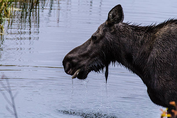 Lady moose, #2 stock photo