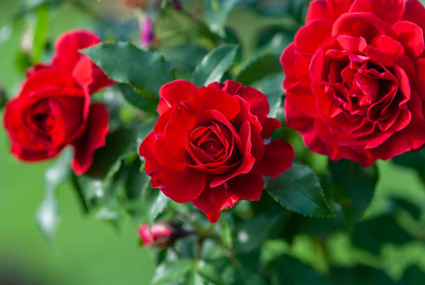 Lady Ryder of Warsaw rich crimson red roses - modern british shrub by Harkness stock photo