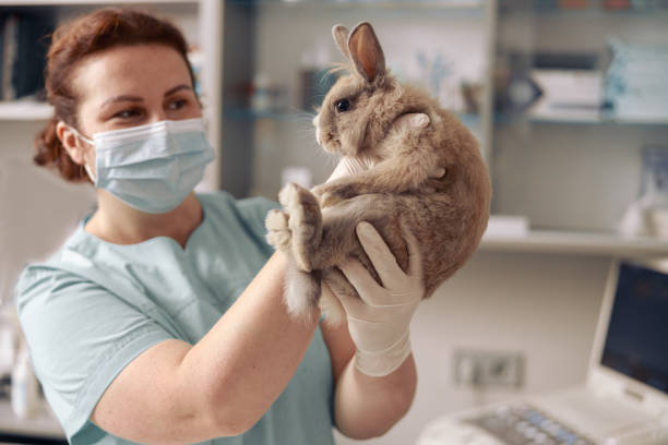 Lady veterinarian with gloves holds cute grey bunny at examination in hospital stock photo