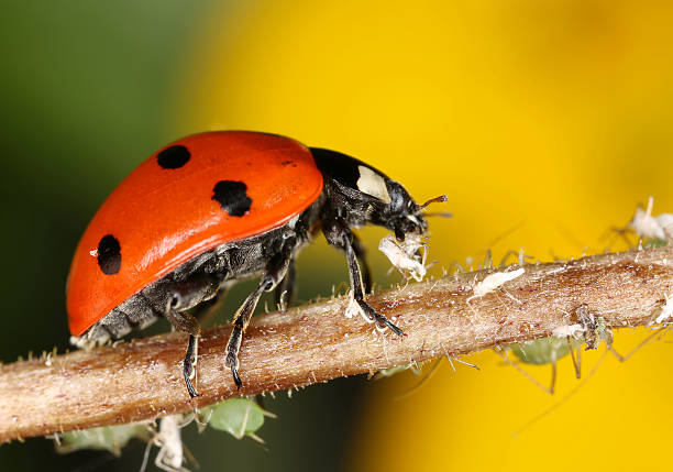 Ladybug and aphids stock photo